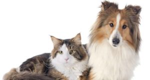 Utilidade Pública: CCZ não atenderá nos dias 21, 22 e 23/11