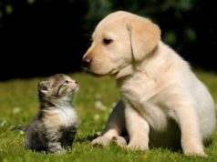 CCZ promove adoção responsável de animais