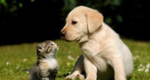 CCZ promove adoção responsável de animais