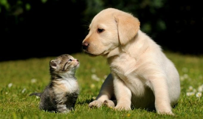 CCZ promove adoção responsável de animais