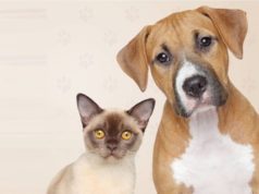 Confira o Cronograma de Vacinação Antirrábica 2019