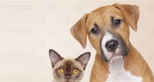 Confira o Cronograma de Vacinação Antirrábica 2019