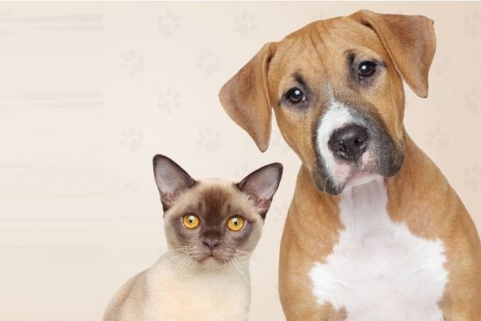 Confira o Cronograma de Vacinação Antirrábica 2019