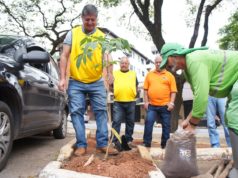 Com a chegada da primavera Avenida Telésforo Resende ganha novas árvores