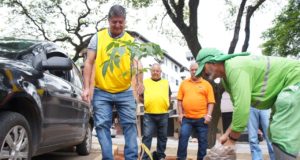 Com a chegada da primavera Avenida Telésforo Resende ganha novas árvores