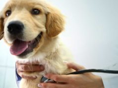 Médicos Veterinários deverão notificar ao CCZ casos de leishmaniose visceral canina