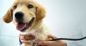 Médicos Veterinários deverão notificar ao CCZ casos de leishmaniose visceral canina