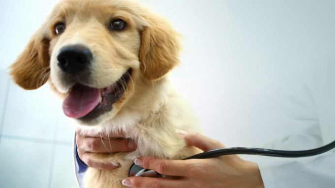Médicos Veterinários deverão notificar ao CCZ casos de leishmaniose visceral canina