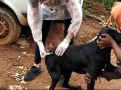 CCZ e ALPA realizam, em parceria, ação de proteção animal