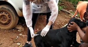 CCZ e ALPA realizam, em parceria, ação de proteção animal