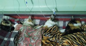 Lafaiete realiza campanha de controle da Esporotricose