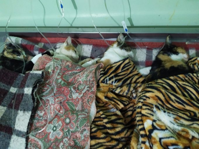 Lafaiete realiza campanha de controle da Esporotricose