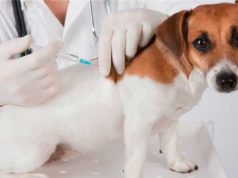 VACINAÇÃO ANTIRRÁBICA ANIMAL