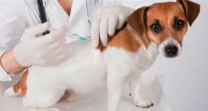 VACINAÇÃO ANTIRRÁBICA ANIMAL