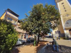 Manejo e Gestão de Arborização: como fazer o plantio correto em espaços públicos