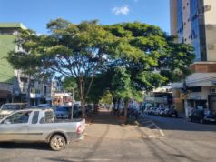 Gestão e manejo da Arborização Urbana