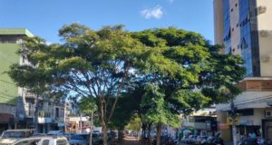 Gestão e manejo da Arborização Urbana