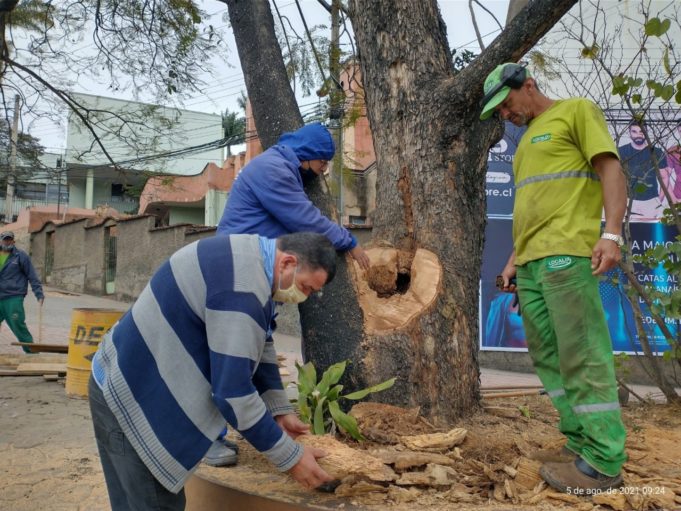 Departamento do Meio Ambiente realiza intervenção para recuperação de árvore