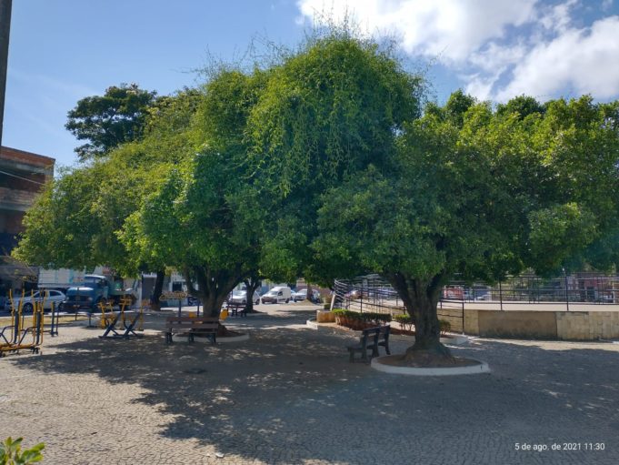 Manejo e Gestão da Arborização Urbana