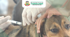 Dia D contra a raiva será neste sábado dia 02/07/2022