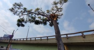 Departamento Municipal do Meio Ambiente realizará intervenção preventiva neste domingo, 24/10