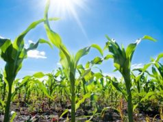 UNA e Prefeitura desenvolvem projeto para aumento de produtividade no campo