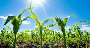 UNA e Prefeitura desenvolvem projeto para aumento de produtividade no campo