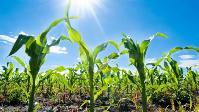 UNA e Prefeitura desenvolvem projeto para aumento de produtividade no campo