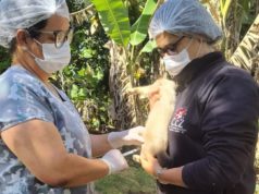 Vacinação antirrábica animal (cães e gatos) em localidades da Área Rural