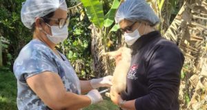Vacinação antirrábica animal (cães e gatos) em localidades da Área Rural