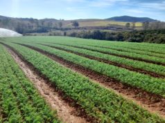 Una Conselheiro Lafaiete, Emater e Prefeitura Municipal de Conselheiro Lafaiete se unem em projeto para impulsionar avanços na agricultura local