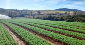 Una Conselheiro Lafaiete, Emater e Prefeitura Municipal de Conselheiro Lafaiete se unem em projeto para impulsionar avanços na agricultura local