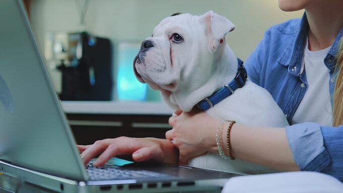 A Vigilância Ambiental solicita atualização dos e-mails das clínicas veterinárias e os médicos veterinários independentes