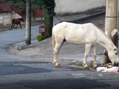 CCZ alerta para riscos de acidentes com animais de grande porte soltos em vias públicas.