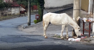 CCZ alerta para riscos de acidentes com animais de grande porte soltos em vias públicas.