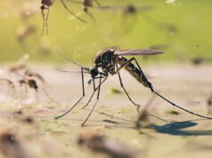 Boletim Epidemiológico de Arboviroses Urbanas (Dengue, Chikungunya e Zika) 2025 de Conselheiro Lafaiete