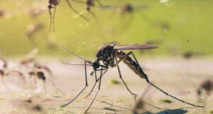 Boletim Epidemiológico de Arboviroses Urbanas (Dengue, Chikungunya e Zika) 2025 de Conselheiro Lafaiete