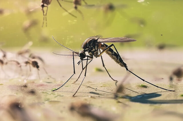 Boletim Epidemiológico de Arboviroses Urbanas (Dengue, Chikungunya e Zika) 2025 de Conselheiro Lafaiete