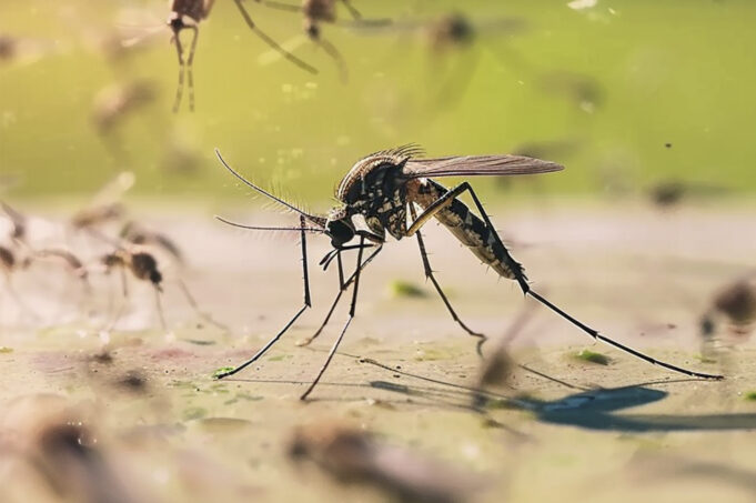 Boletim Epidemiológico de Arboviroses Urbanas (Dengue, Chikungunya e Zika) 2025 de Conselheiro Lafaiete