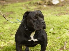 Atenção, Zona Rural de Conselheiro Lafaiete! Campanha de Vacinação Antirrábica Animal Começa Dia 28 de Abril