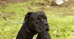 Atenção, Zona Rural de Conselheiro Lafaiete! Campanha de Vacinação Antirrábica Animal Começa Dia 28 de Abril