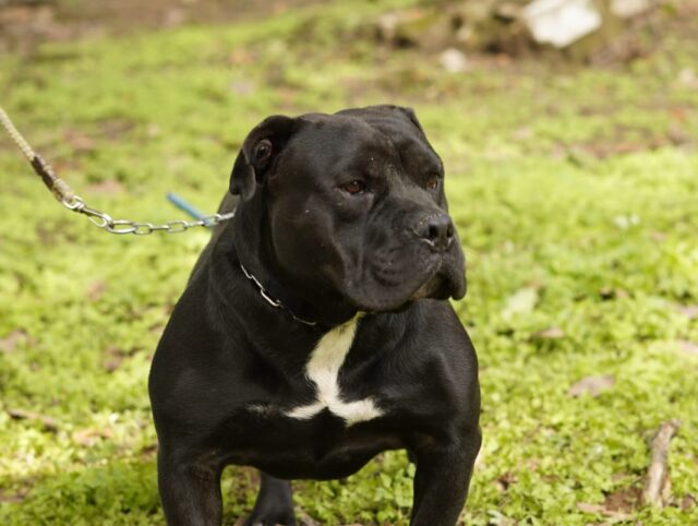 Atenção, Zona Rural de Conselheiro Lafaiete! Campanha de Vacinação Antirrábica Animal Começa Dia 28 de Abril