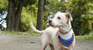 Conselheiro Lafaiete realiza Campanha de Vacinação Antirrábica Urbana no dia 5 de julho