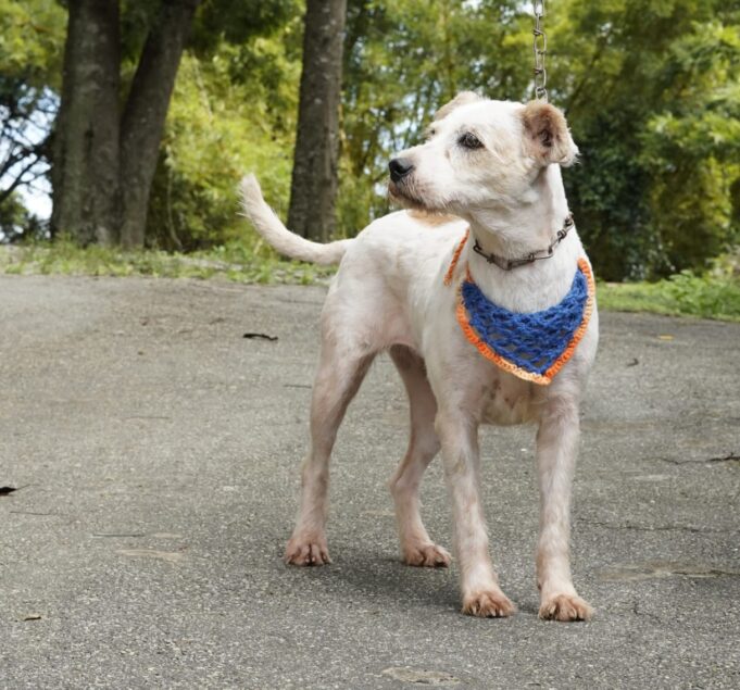 Conselheiro Lafaiete realiza Campanha de Vacinação Antirrábica Urbana no dia 5 de julho