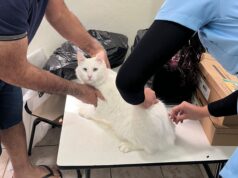 Boletim Final da Campanha de Vacinação Antirrábica 2025 – Conselheiro Lafaiete