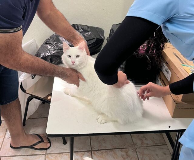 Boletim Final da Campanha de Vacinação Antirrábica 2025 – Conselheiro Lafaiete