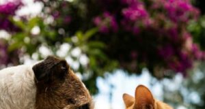 Castração itinerante gratuita chega aos bairros de Lafaiete