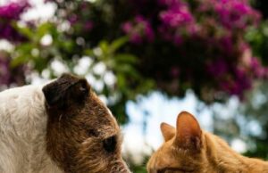 Castração itinerante gratuita chega aos bairros de Lafaiete